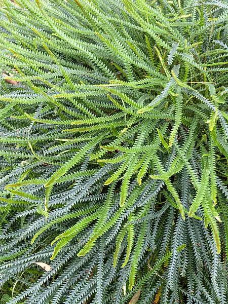 455295 - Honeypot dryandra (Dryandra nivea subsp. nivea)