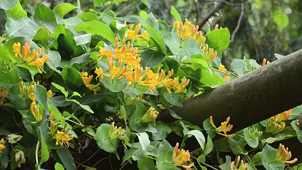 496319 - Honeysuckle (Lonicera)