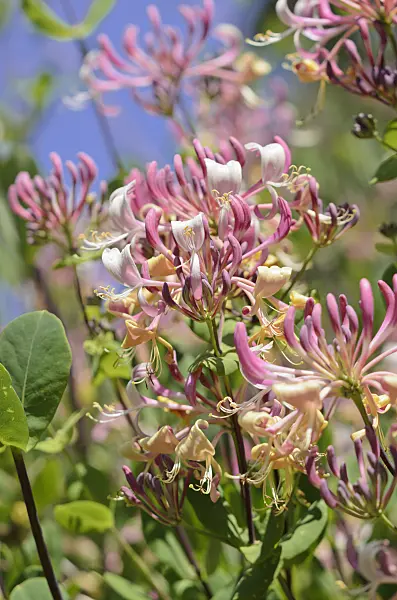 533066 - Honeysuckle (Lonicera)