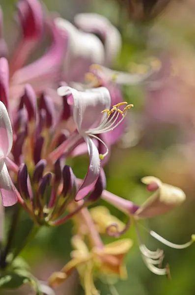 533067 - Honeysuckle (Lonicera)