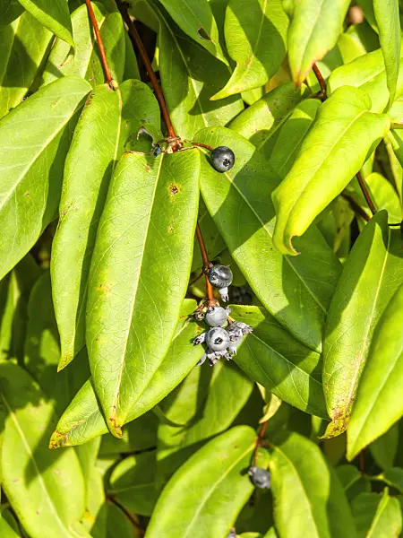 453020 - Honeysuckle (Lonicera alseuosmoides)