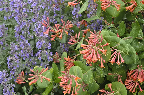 508220 - Honeysuckle (Lonicera) and catmint (Nepeta)