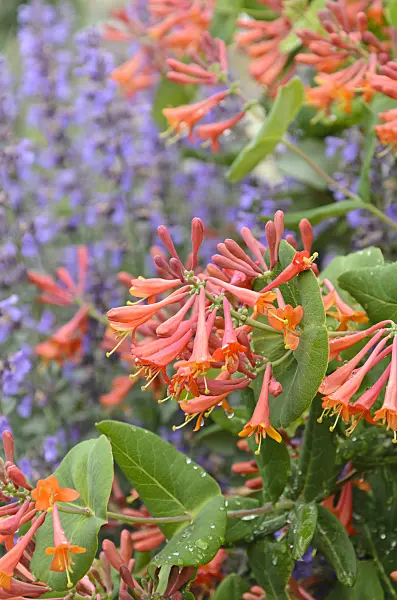 508221 - Honeysuckle (Lonicera) and catmint (Nepeta)