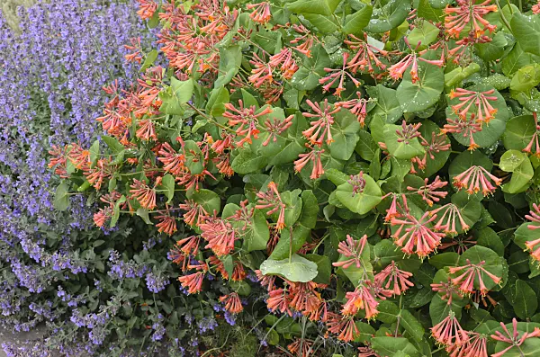 508222 - Honeysuckle (Lonicera) and catmint (Nepeta)