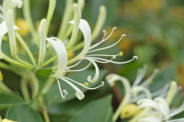 473330 - Honeysuckle (Lonicera confusa)