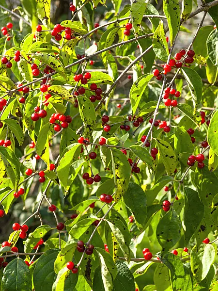 442123 - Honeysuckle (Lonicera graebneri)