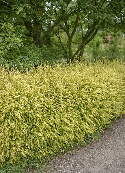 547168 - Honeysuckle (Lonicera nitida 'Baggensen's Gold')