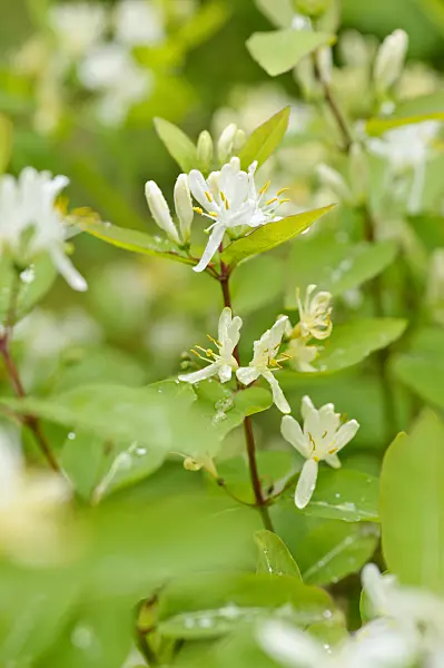 484198 - Honeysuckle (Lonicera ruprechtiana)