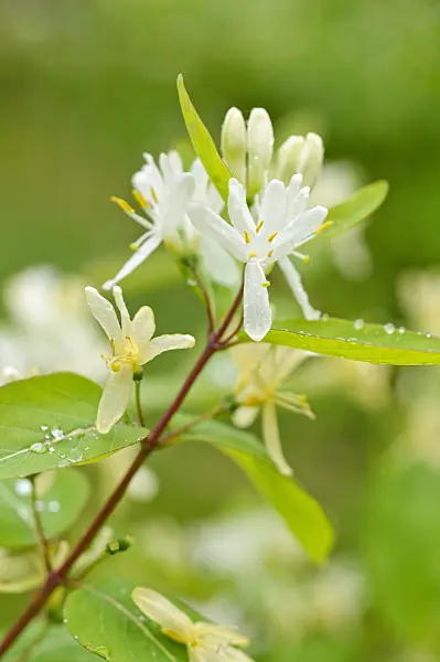 484199 - Honeysuckle (Lonicera ruprechtiana)