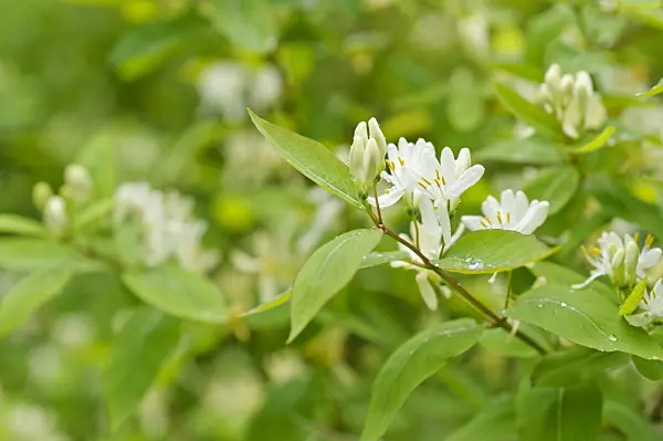 484200 - Honeysuckle (Lonicera ruprechtiana)