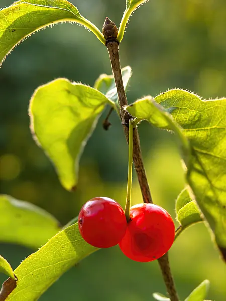 429026 - Honeysuckle (Lonicera tatsiensis)