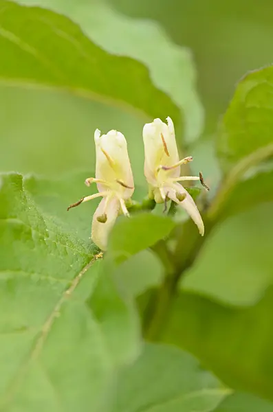 544142 - Honeysuckle (Lonicera webbiana)