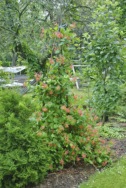502250 - Honeysuckle (Lonicera x brownii 'Dropmore Scarlet')