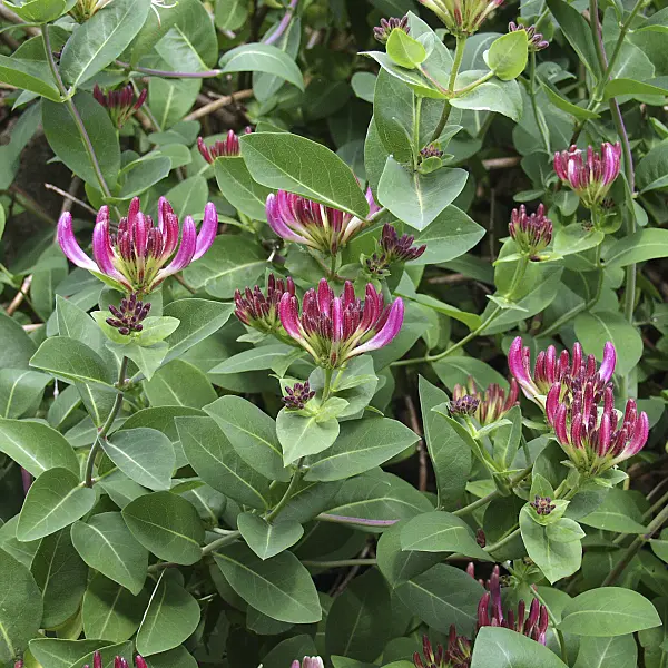 526114 - Honeysuckle (Lonicera x heckrottii)