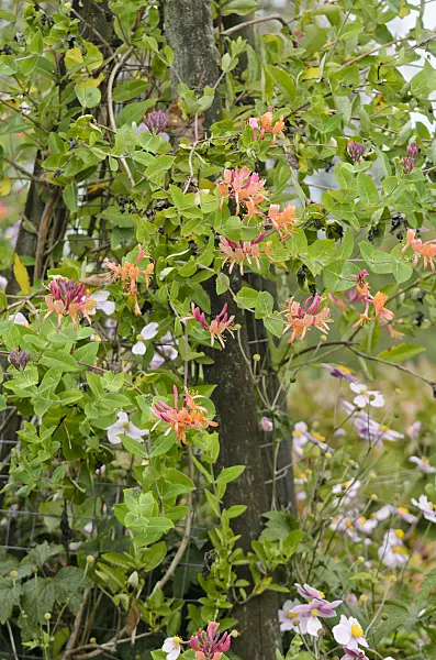 572063 - Honeysuckle (Lonicera x heckrottii)