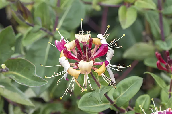 638156 - Honeysuckle (Lonicera x heckrottii)