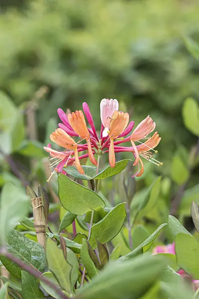 638155 - Honeysuckle (Lonicera x heckrottii 'Goldflame')