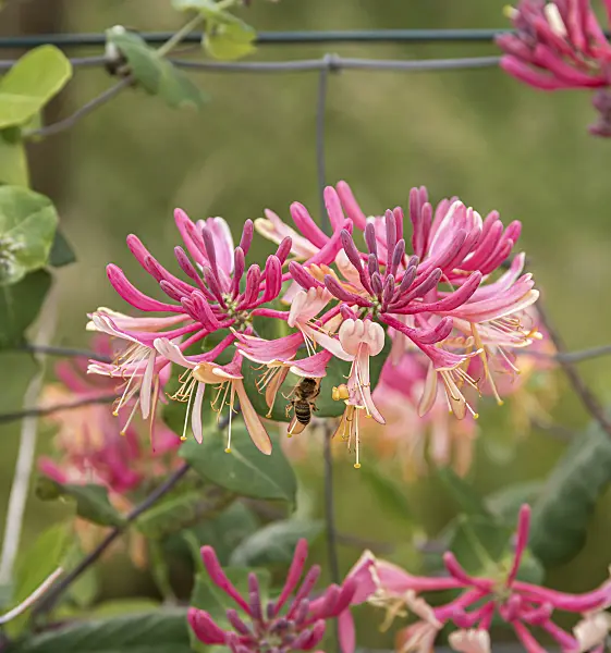 651377 - Honeysuckle (Lonicera x heckrottii 'Goldflame')