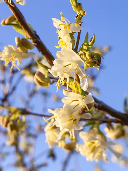 423020 - Honeysuckle (Lonicera x purpusii)