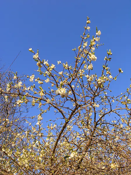 424004 - Honeysuckle (Lonicera x purpusii)