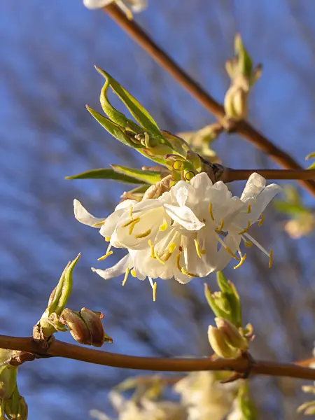 424005 - Honeysuckle (Lonicera x purpusii)