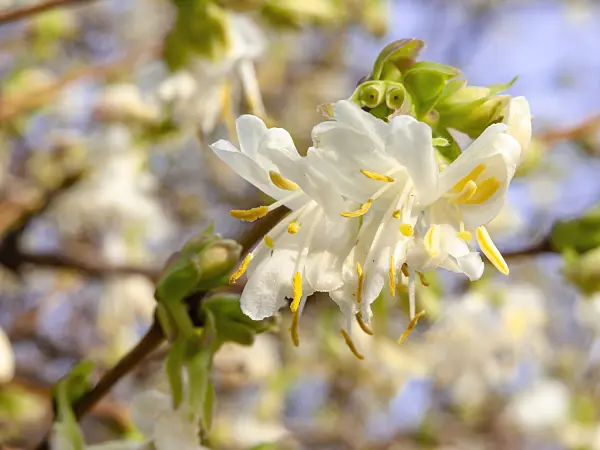 445023 - Honeysuckle (Lonicera x purpusii)