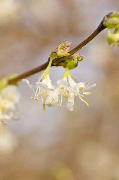 528019 - Honeysuckle (Lonicera x purpusii)