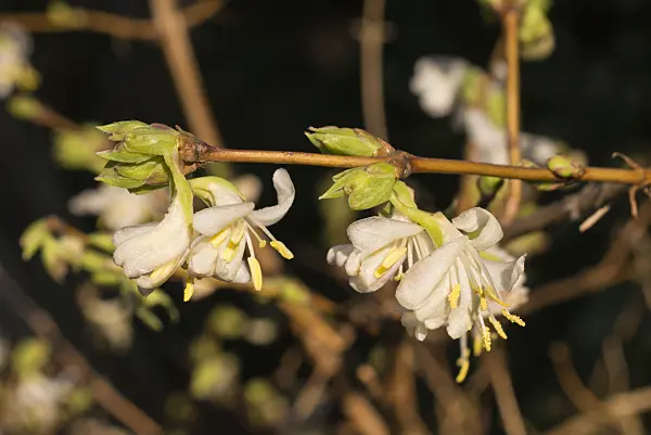 578022 - Honeysuckle (Lonicera x purpusii)