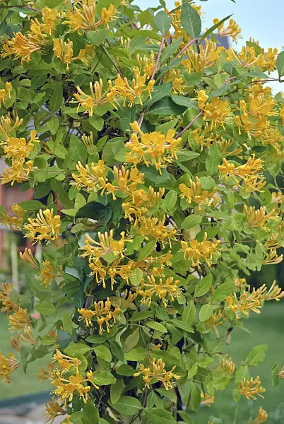 490090 - Honeysuckle (Lonicera x tellmanniana)