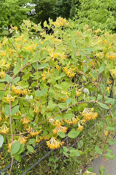 521202 - Honeysuckle (Lonicera x tellmanniana)