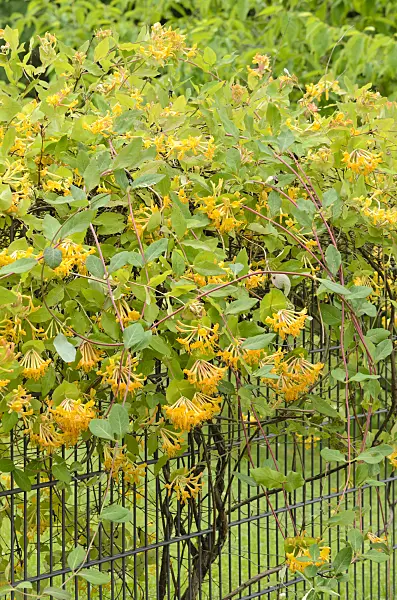 521215 - Honeysuckle (Lonicera x tellmanniana)