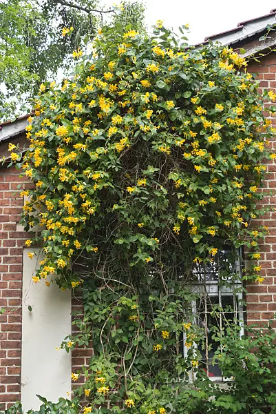545117 - Honeysuckle (Lonicera x tellmanniana)