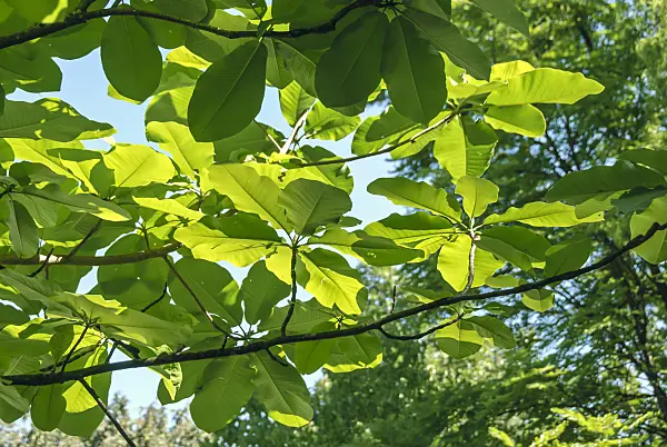 517197 - Honoki-Magnolie (Magnolia hypoleuca)