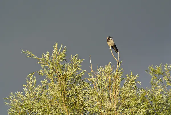 524112 - Hooded crow (Corvus corone cornix) and willow (Salix)