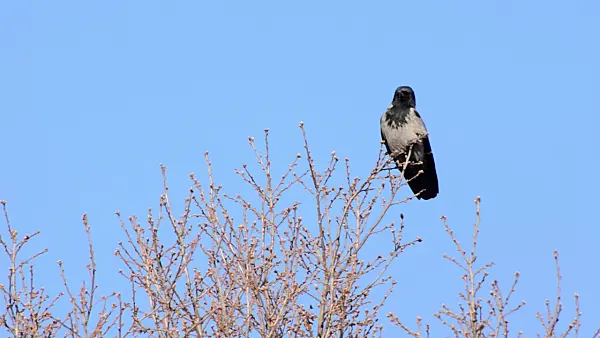 507092 - Hooded crow (Corvus corone cornix) sitting on a bare tree