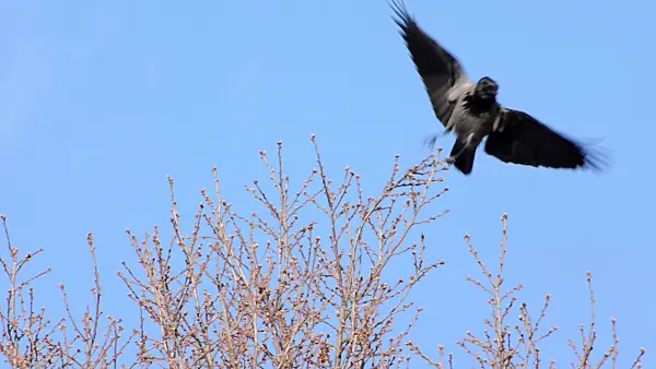 507093 - Hooded crow (Corvus corone cornix) sitting on a bare tree and flying away