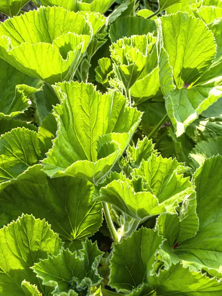 426132 - Hooded-leaf pelargonium (Pelargonium cucullatum)