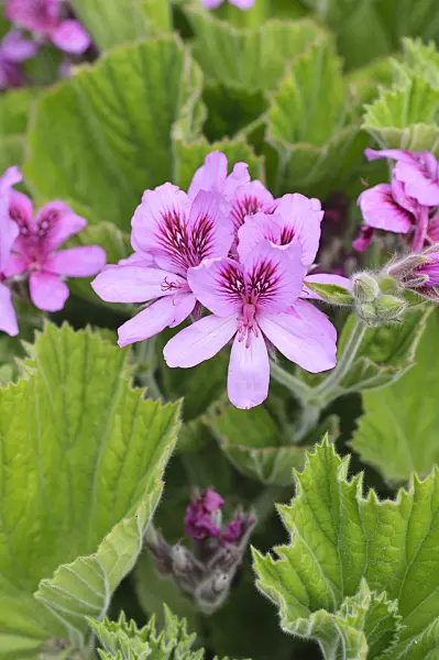 486189 - Hooded-leaf pelargonium (Pelargonium cucullatum var. strigifolium)