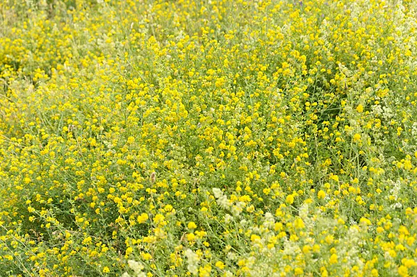 486038 - Hop clover (Trifolium aureum)