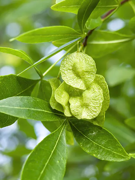 440006 - Hop tree (Ptelea trifoliata)