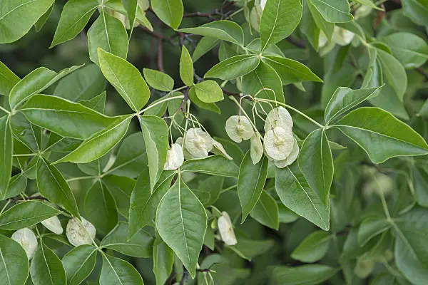 651453 - Hop tree (Ptelea trifoliata)