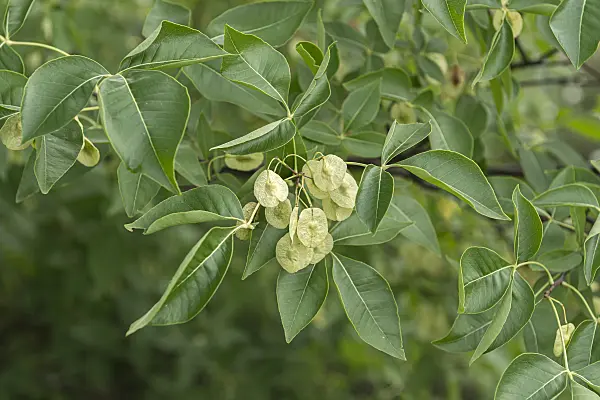 651454 - Hop tree (Ptelea trifoliata)