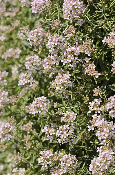 533229 - Hormatophylla spinosa