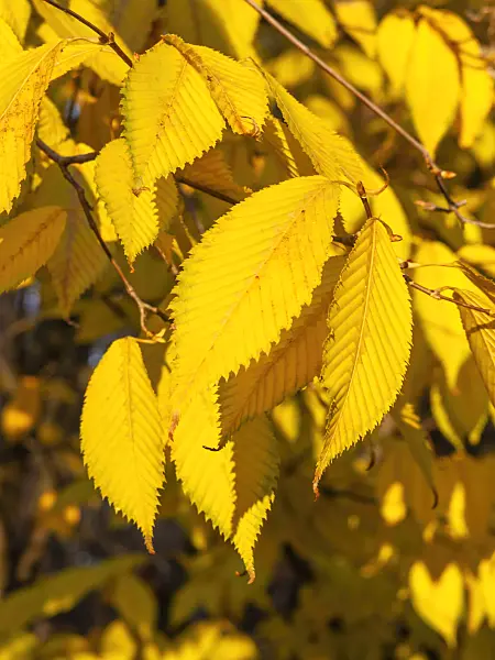 431100 - Hornbeam maple (Acer carpinifolium)
