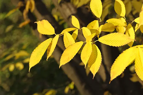 466055 - Hornbeam maple (Acer carpinifolium)
