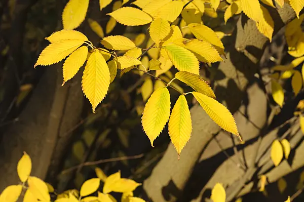466056 - Hornbeam maple (Acer carpinifolium)