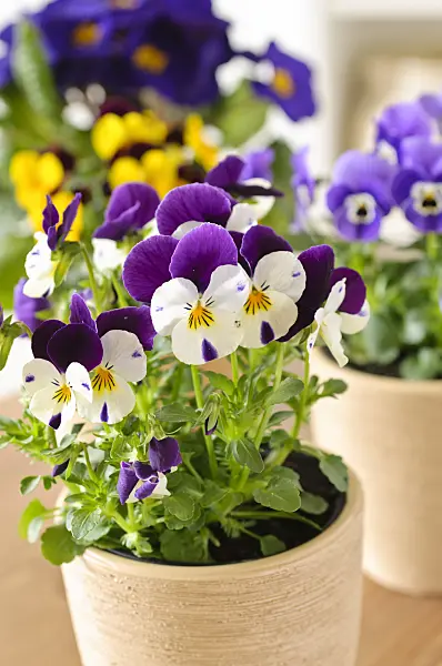 483064 - Horned pansies (Viola cornuta)