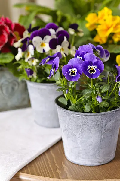 483067 - Horned pansies (Viola cornuta)