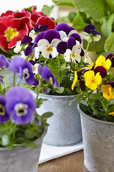 483070 - Horned pansies (Viola cornuta)