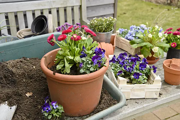 525474 - Horned pansies (Viola cornuta) and common daisy (Bellis perennis) in a clay pot